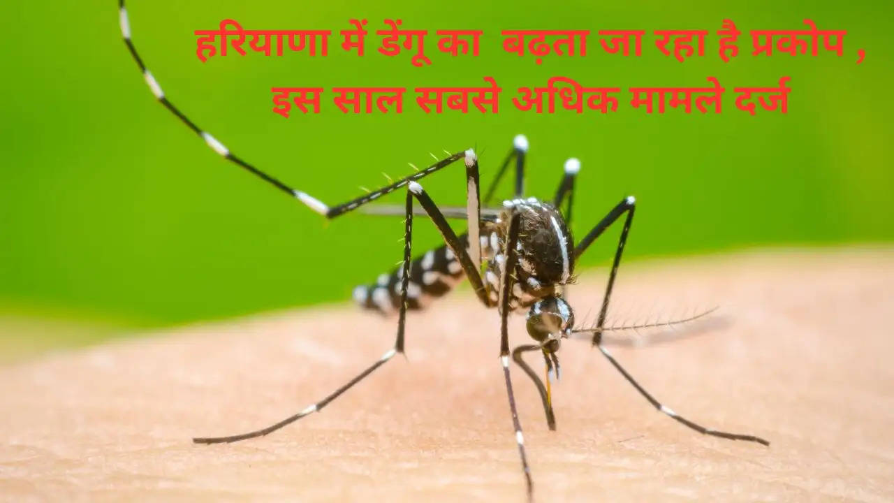 हरियाणा में डेंगू का  बढ़ता जा रहा है प्रकोप , इस साल सबसे अधिक मामले दर्ज