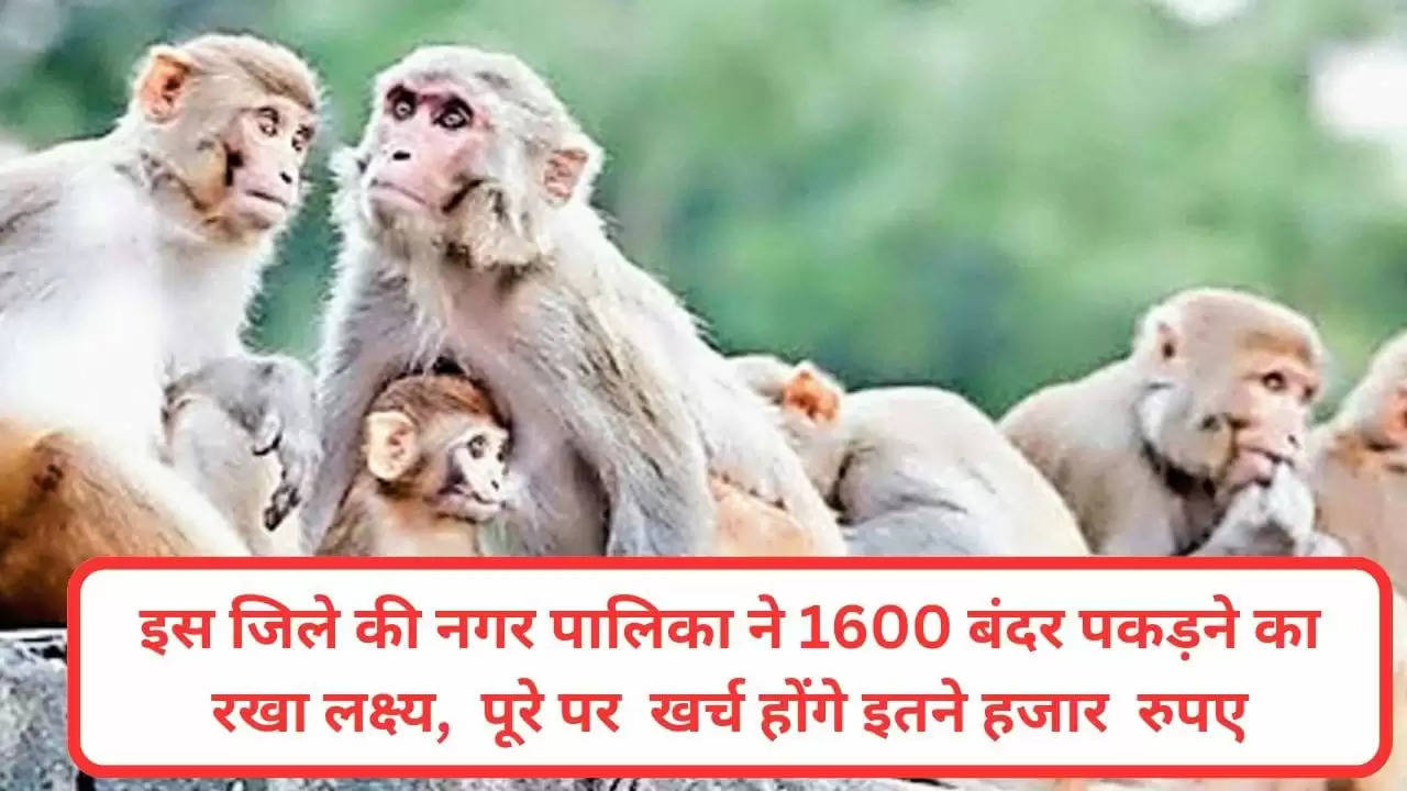 इस जिले की  नगर पालिका ने 1600 बंदर पकड़ने का रखा लक्ष्य,  पूरे पर  खर्च होंगे इतने हजार  रुपए
